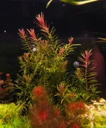 20260522_212907.webp