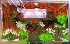 2hrAquaristDSCF2208.webp 2hrAquaristDSCF2208.webp