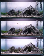 Iwagumi Combined.webp