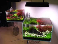2hrAquaristDSCF1375E show.webp