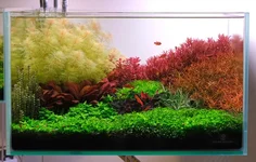 2hrAquaristDSCF5370E.webp
