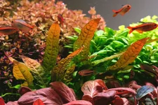 2hrAquaristDSCF2434 java orange fish.webp