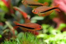 2hrAquaristDSCF2424 black arrow fish.webp