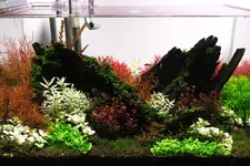 2hrAquaristDSCF2230E.webp