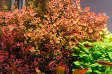 2hrAquaristDSCF2579E Rotala macrandra mini type 4 green.webp