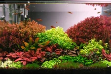 2hrAquaristDSCF2477E show .webp