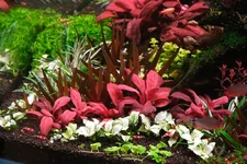 2hrAquaristDSCF2682e white.webp