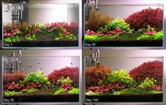 Lagenandra  fish show 100 day comparison.webp