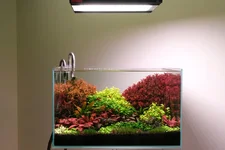 2hrAquaristDSCF2617 light show lagenandra.webp