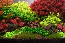 2hrAquaristDSCF2662E.webp
