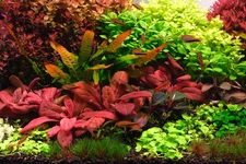 2hrAquaristDSCF2666E2.webp