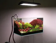 2hrAquaristDSCF2600 light Show .webp