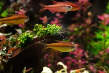 2hrAquaristDSCF2762E fish.webp