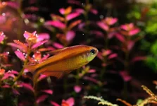 2hrAquaristDSCF2741e fish.webp