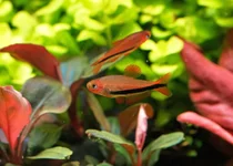 2hrAquaristDSCF2896 Fish.webp