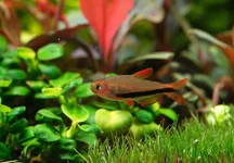 2hrAquaristDSCF3087 black arrow fish.webp