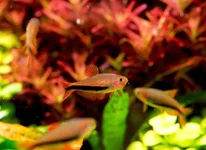 2hrAquaristDSCF3058 black arrow fish.webp