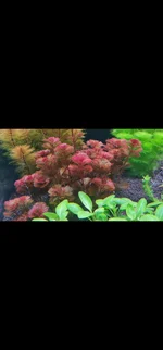 1000002203.webp