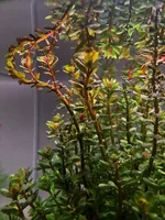 IMG_7086.webp IMG_7086.webp