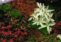2hrAquaristDSCF3365E top white florida.webp