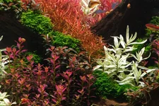 2hrAquaristDSCF3328E.webp