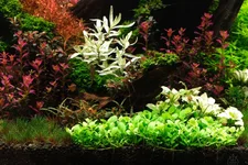 2hrAquaristDSCF3285E.webp