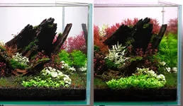 Hygrophila white comparison.webp