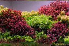 2hrAquaristDSCF3880E.webp