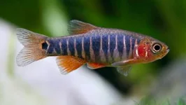 WTB - (6+) emerald dwarf rasboras - Westchester/Hudson Valley, NY - local pickup preferred