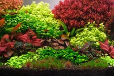2hrAquaristDSCF2662E.webp 2hrAquaristDSCF2662E.webp