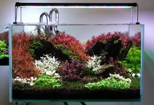 DSCF3535 Twinstar PAR.webp DSCF3535 Twinstar PAR.webp