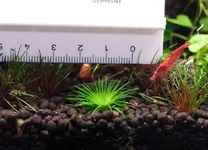 2hrAquaristDSCF3637 Eriocaulon Scullioni.webp