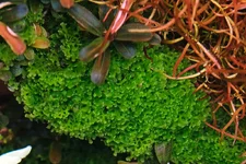 2hrAquaristDSCF3774-L Ricccardia.webp