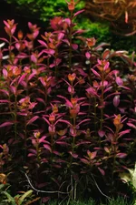 2hrAquaristDSCF3707 Rotala florida.webp
