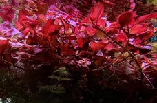 IMG_9947.webp
