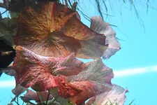 Lily_5.webp