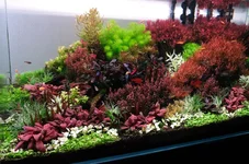 2hrAquaristDSCF405E0.webp 2hrAquaristDSCF405E0.webp