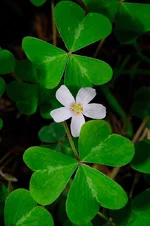 OxalisOregana2.webp