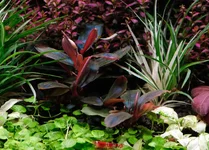 2hrAquaristDSCF4089 Bucephalandra Sordidula 'Blue' .webp 2hrAquaristDSCF4089 Bucephalandra Sordidula 'Blue' .webp