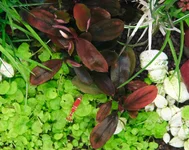 2hrAquaristDSCF4093 Bucephalandra Sordidula 'Blue' .webp 2hrAquaristDSCF4093 Bucephalandra Sordidula 'Blue' .webp