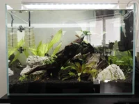 1. First planting.webp
