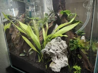 3. First planting side.webp