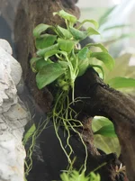 4. Anubias mini coin.webp