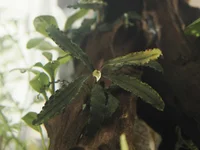 6. Bucephalandra sp. Biblis.webp