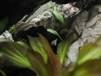 7. Cryptocoryne.webp