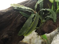 8. Bucephalandra sp. Biblis.webp