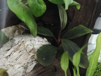 9. Bucephalandra sordidula Blue.webp