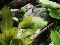 12. Sad anubias.webp