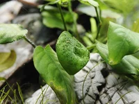 13. Sad anubias.webp