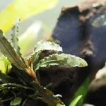 14. Melted Bucephalandra sp. Biblis.webp